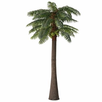 Arvore Permanente Coqueiro 4 Metros