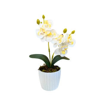 MINI ORQUIDEA BRANCA VASO POLIETILENO