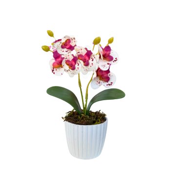 MINI ORQUIDEA PINTADINHA VASO POLIETILENO