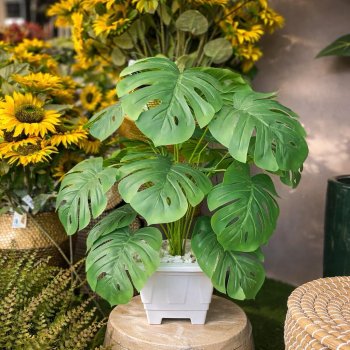 Arranjo Pronto - Costela de Adão 80cm